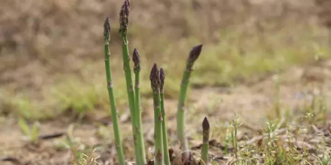 Dönümden 10 ton ürün alınıyor: Yoğun talepli ürün 3 ay boyunca hasat ediliyor 4